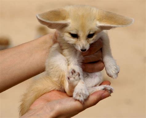 renard des sables du sahara